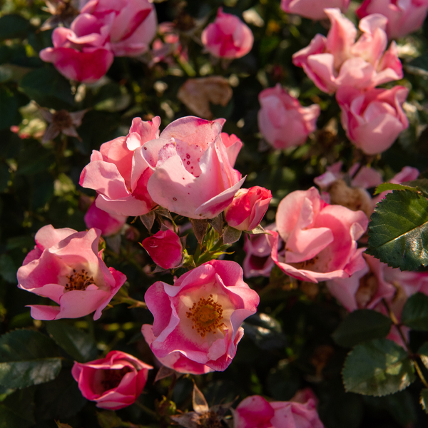 Rose bush