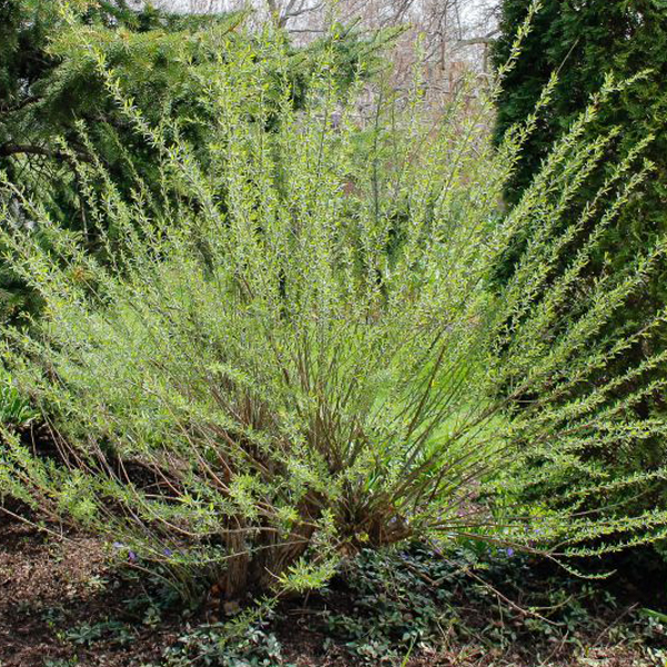 Salix purpurea 'Nana'