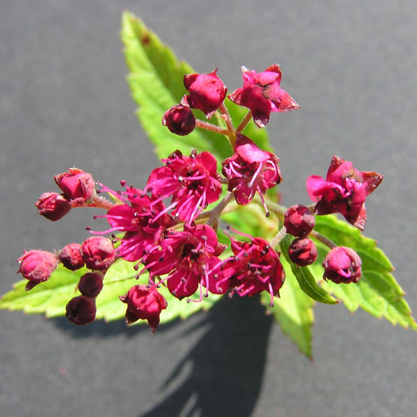 Spirea 'Norman'