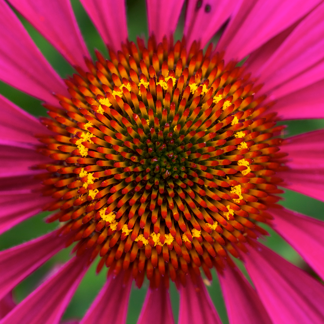 Patterned by Nature