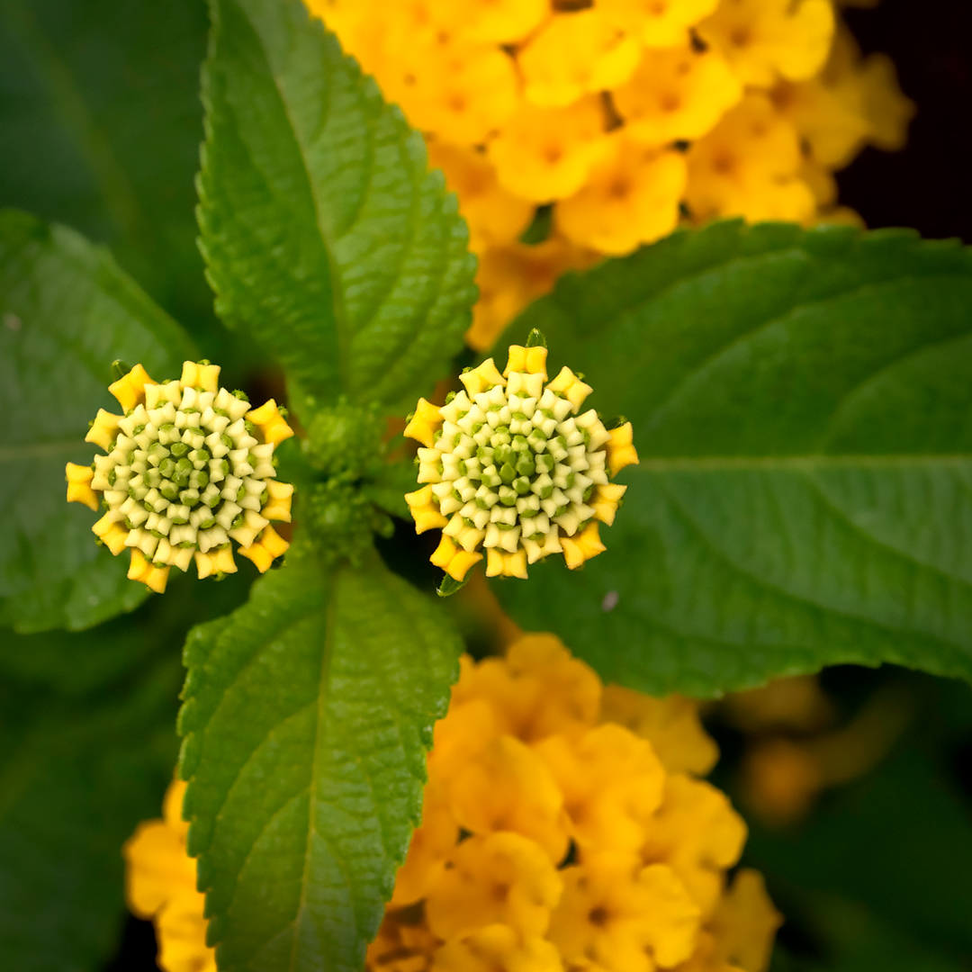 Patterned by Nature