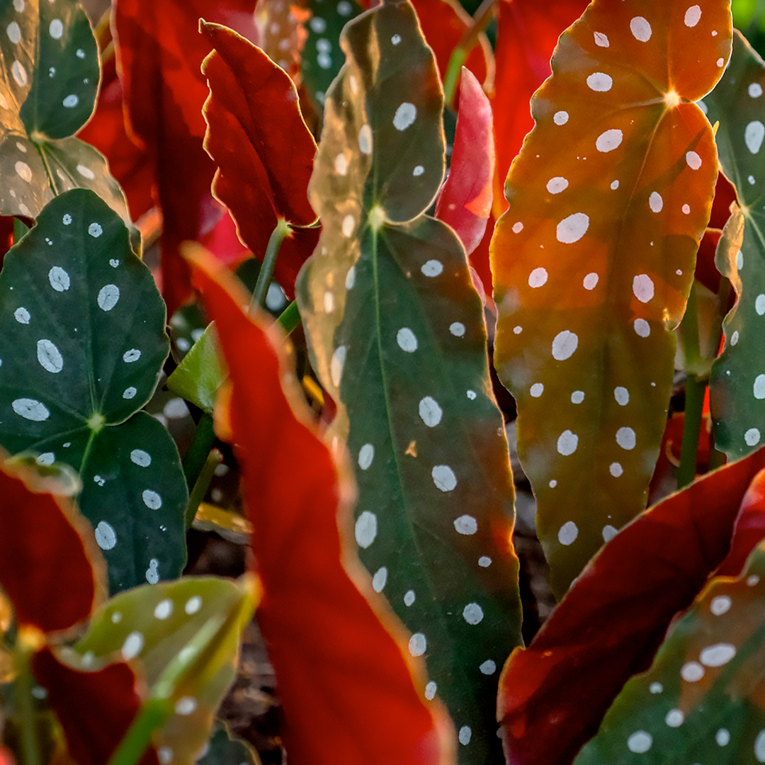 Patterned by Nature