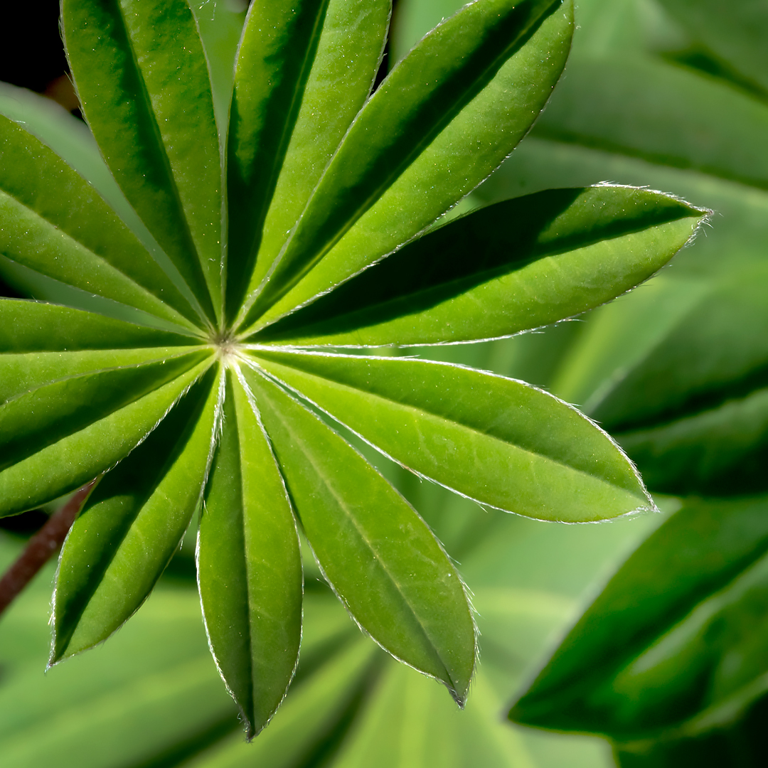 Patterned by Nature