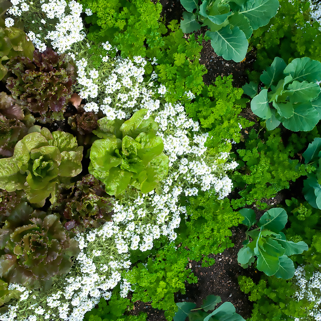 Patterned by Nature