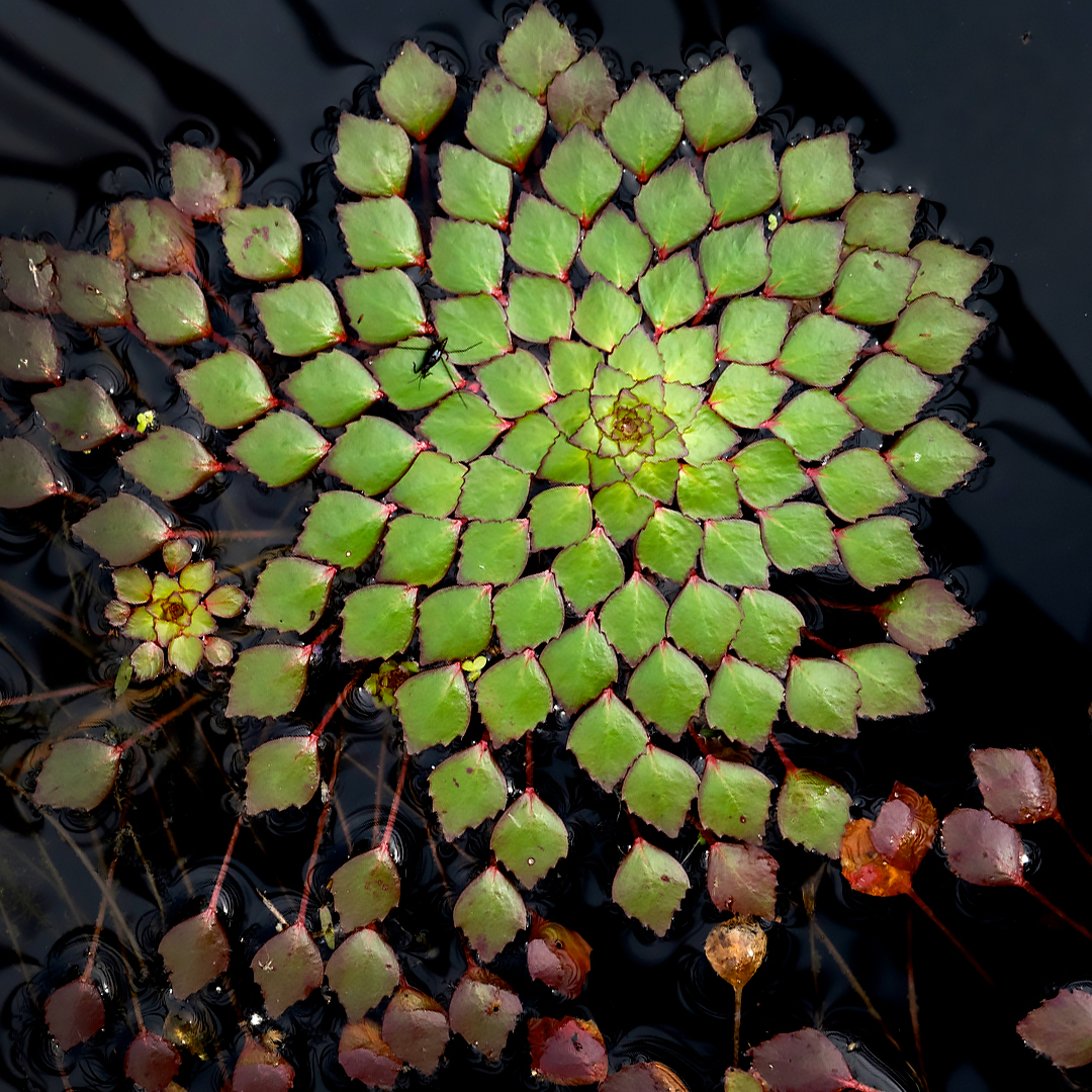 Patterned by Nature