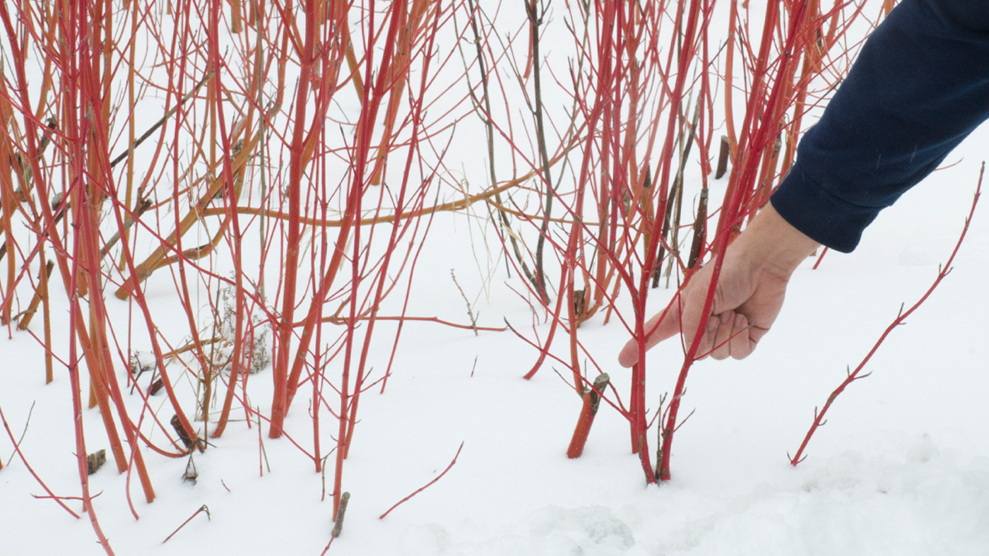 winter pruning dark stubs
