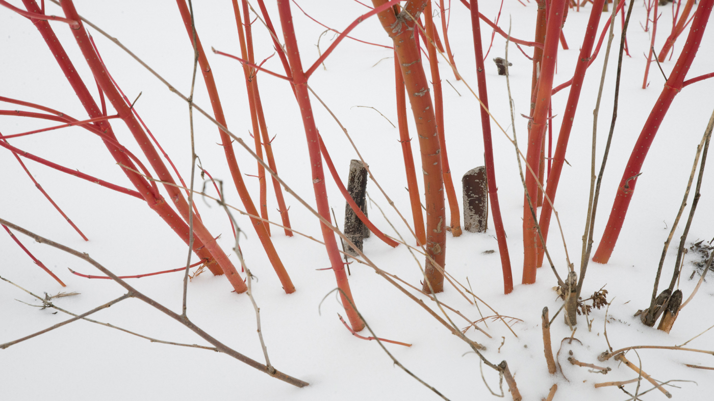winter pruning dark stubs