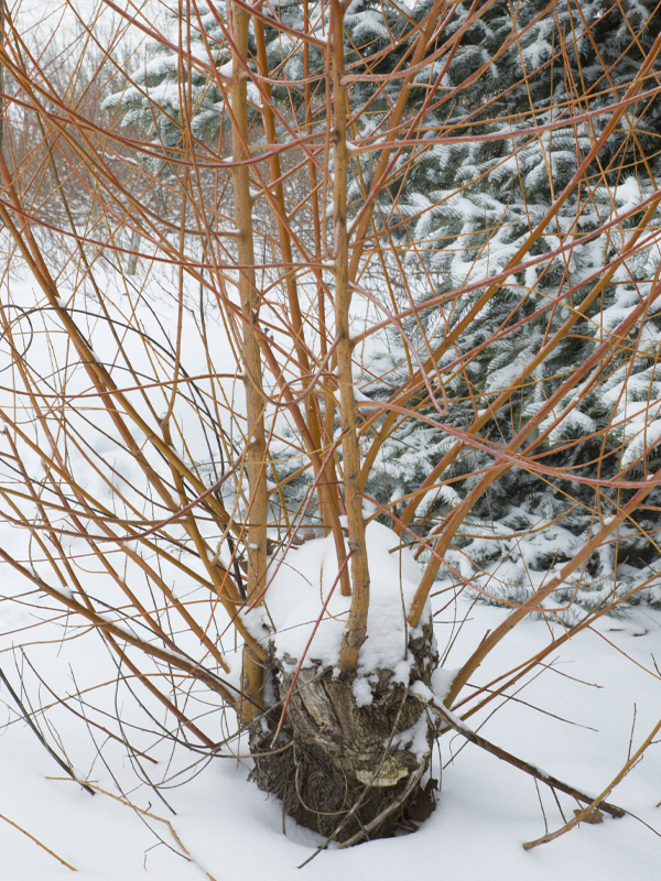 PHOTO: Pruning willow before