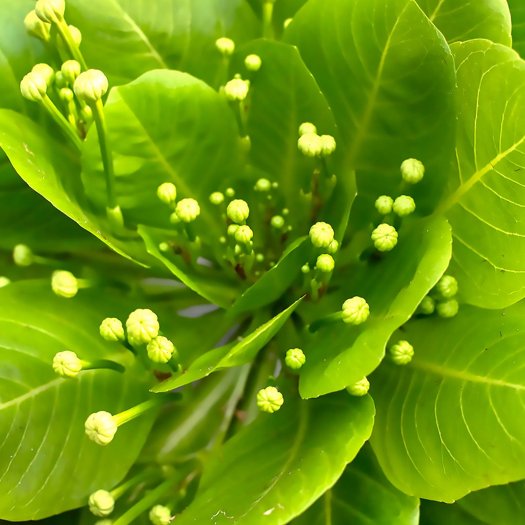 Patterned by Nature