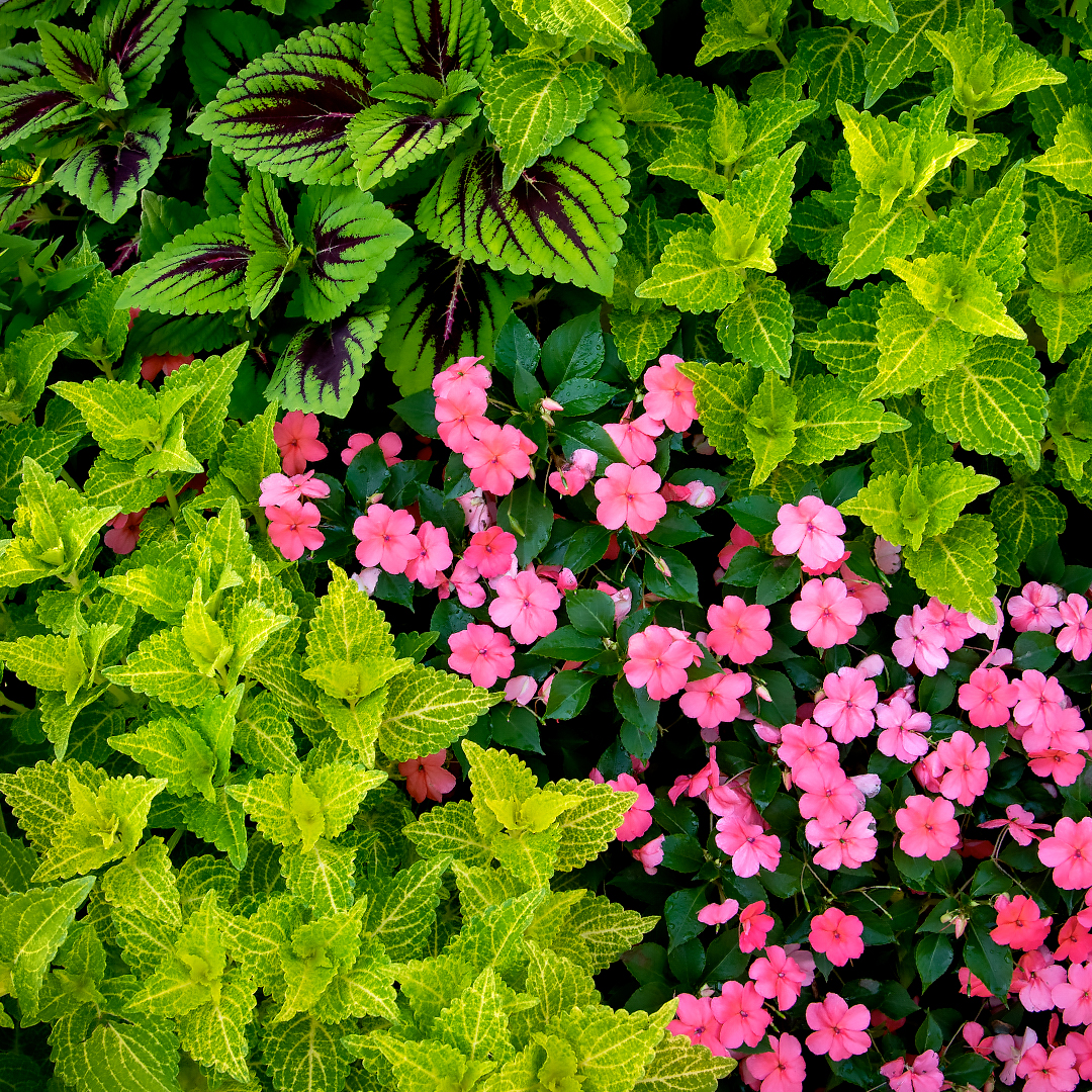 Patterned by Nature