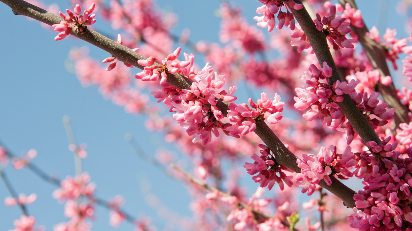 Eastern redbud <span style=