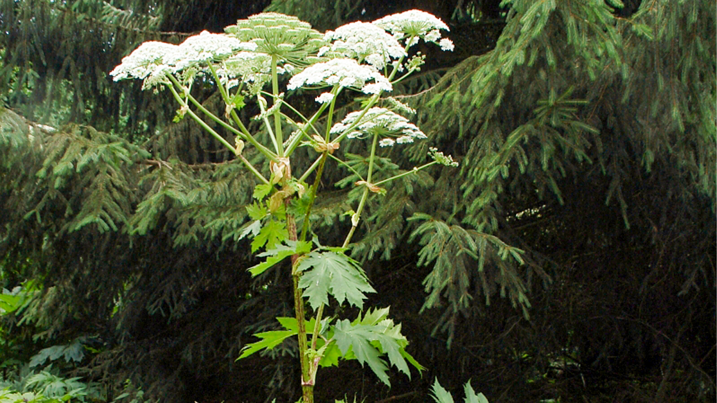 Giant hogweed (Heracleum mantegazzianum)