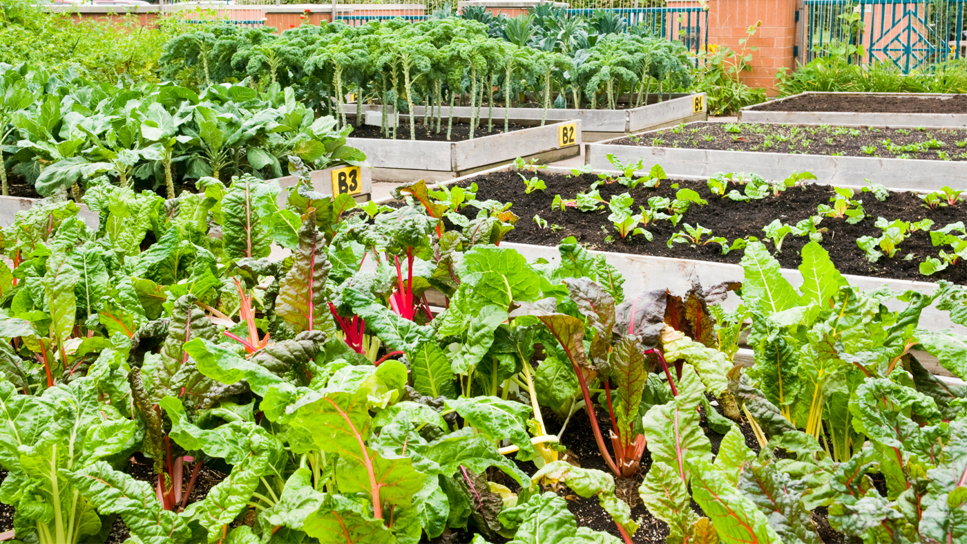 raised garden