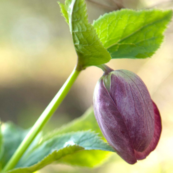 Hellebores (Helleborus orientalis)