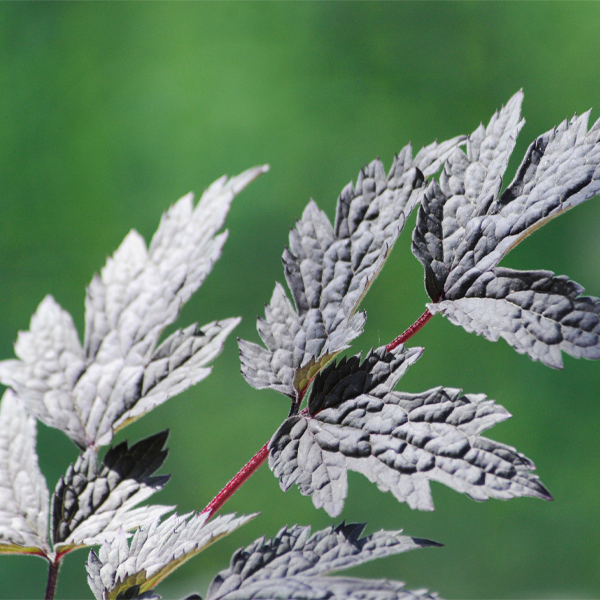 actaea simplex BLACK NEGLIGEE bugbane