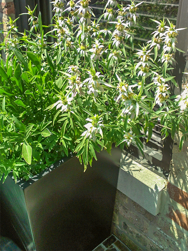 pot