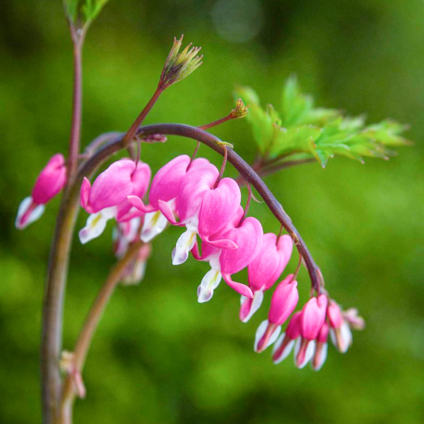 Golden bleeding heart (Dicentra spectabilis 'Gold Heart')