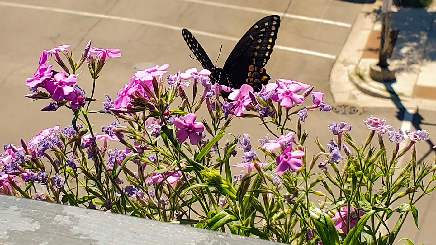 butterfly