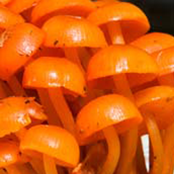 fungi