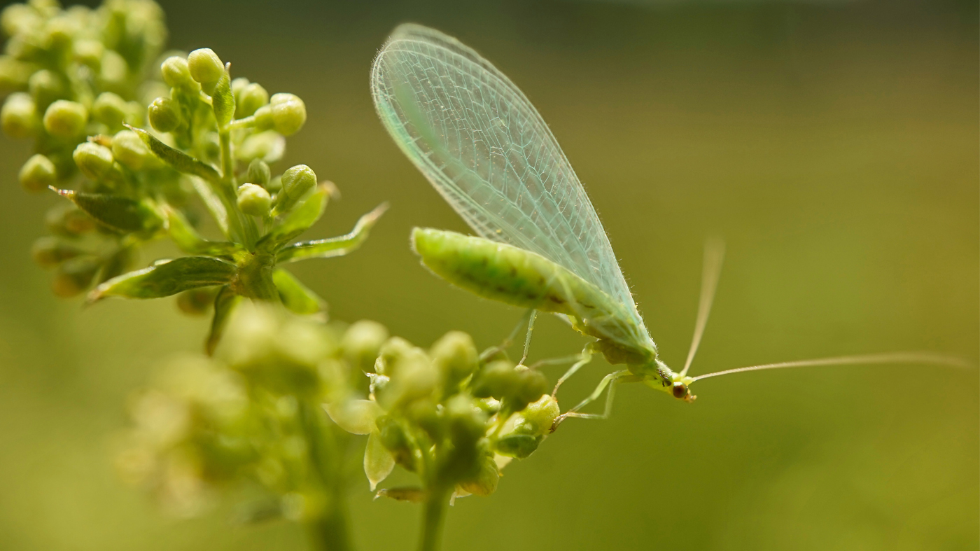 Green Lacewings