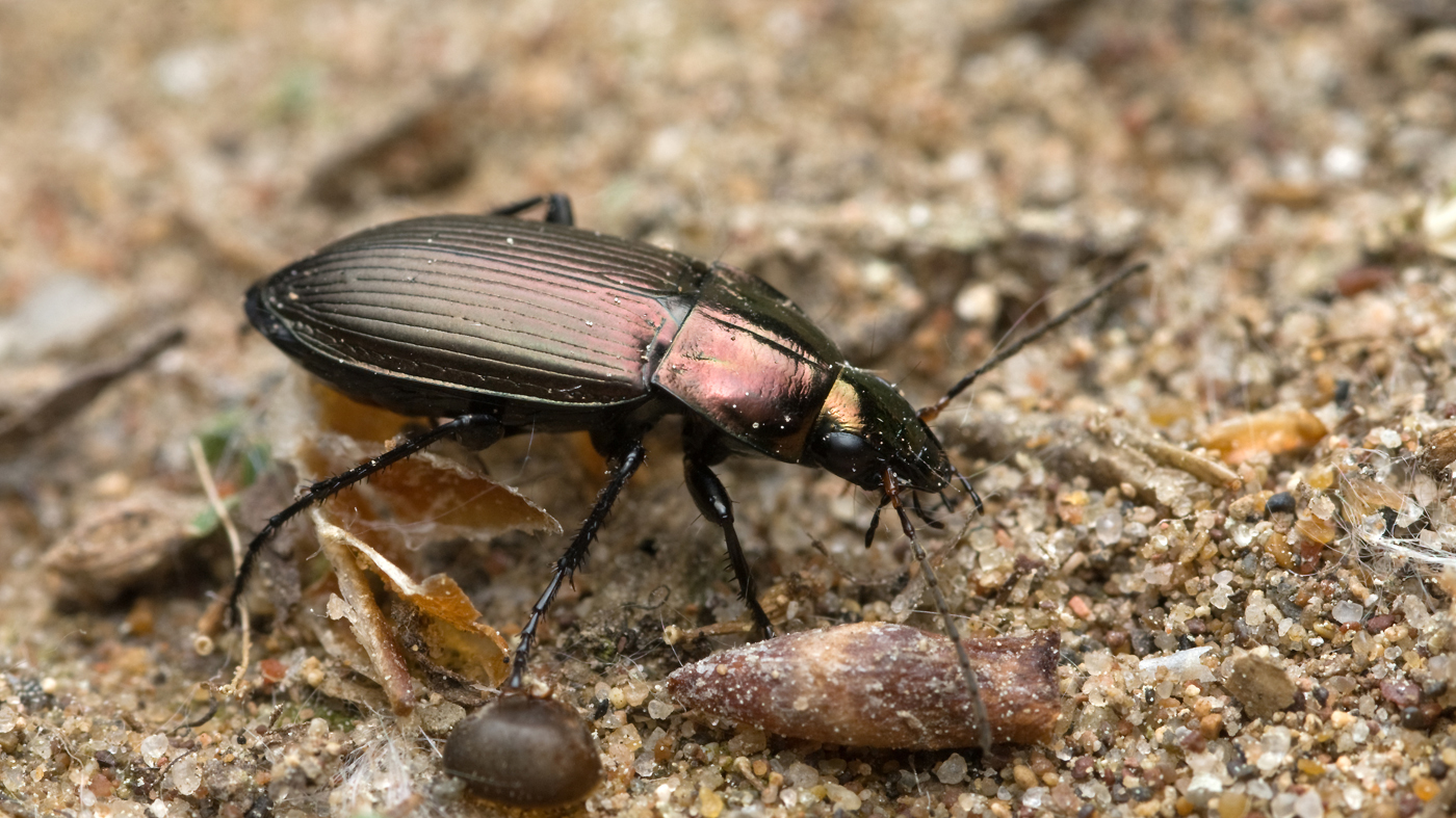Ground Beetles
