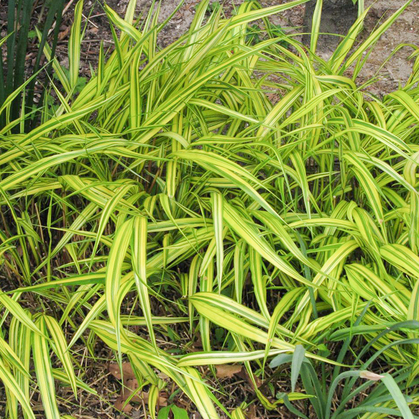 Golden Japanese hakone grass (Hakonechloa macra 'Aureola')