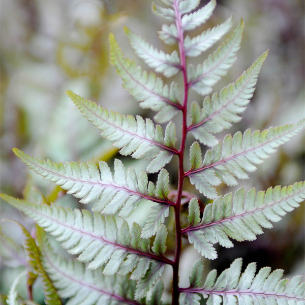 Japanese painted fern (Athryrium nipponicum cultivars)