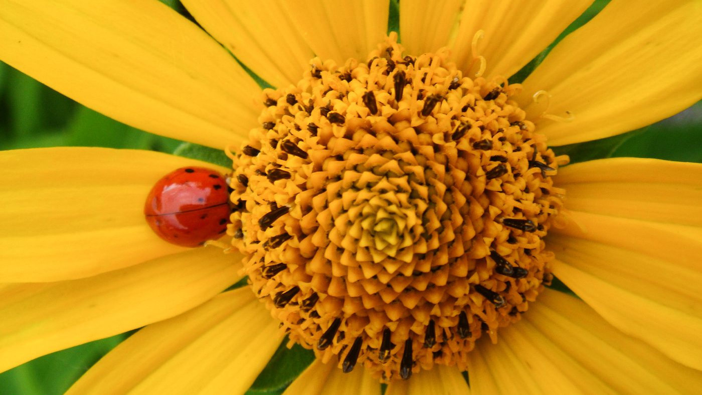ladybug