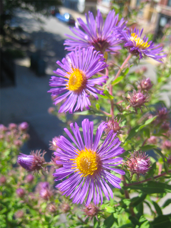 New England aster (Symphyotrichum novae-angliae)