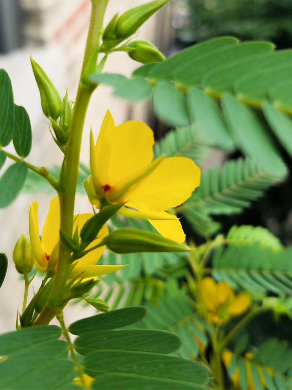 Partridge pea