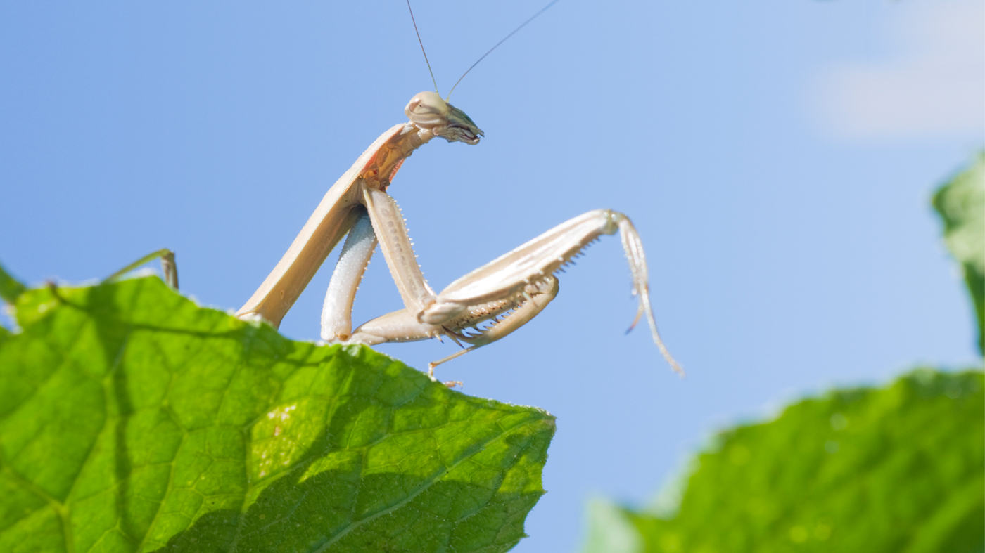 praying mantis