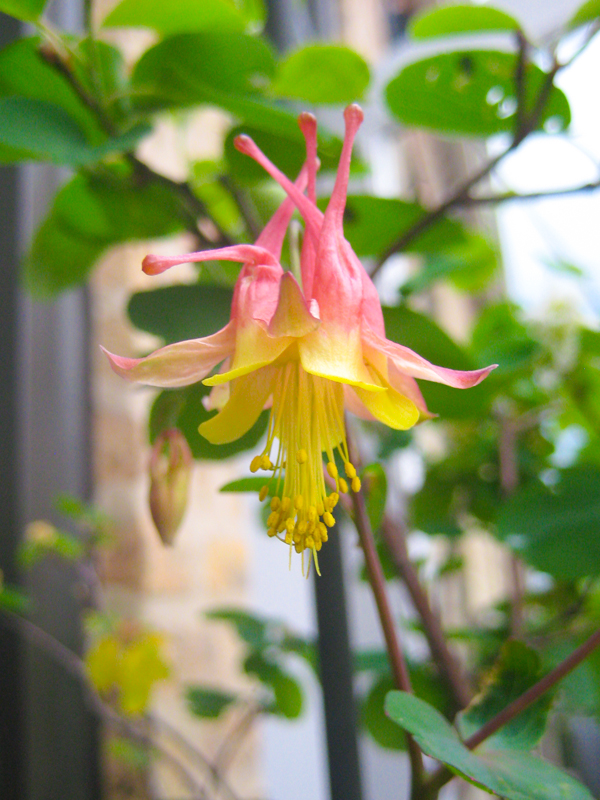 Red columbine (Aquilegia canadensis)