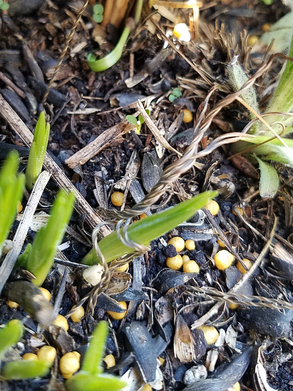 soil with sprouts