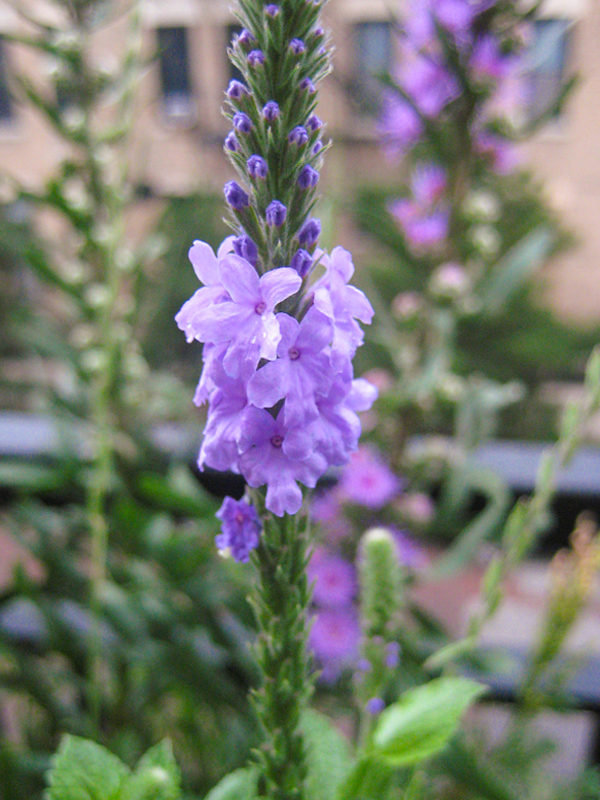 tall balconie plant