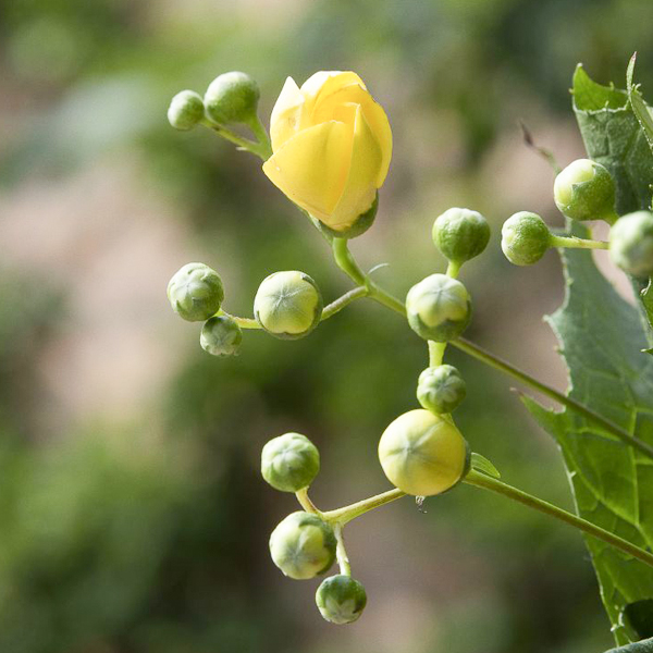 Japanese yellow waxbells (Kirengeshoma palmata) 