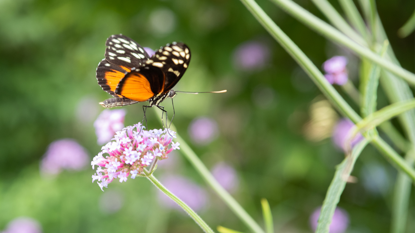 PHOTO: butterfly