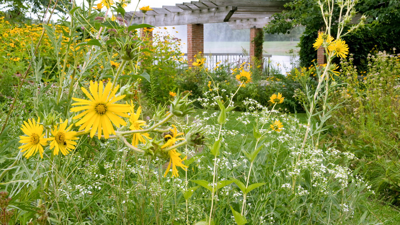 PHOTO: Native Plant Garden