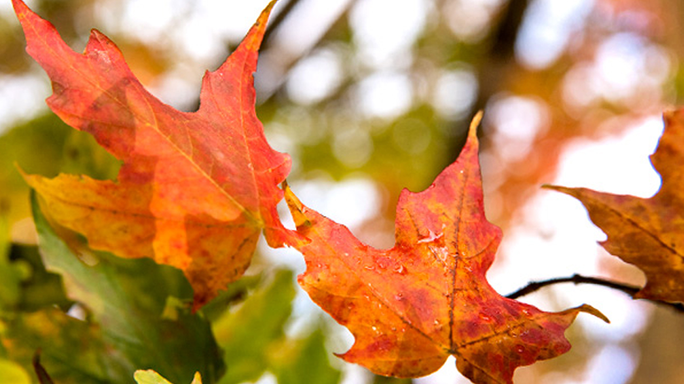 fall leaves