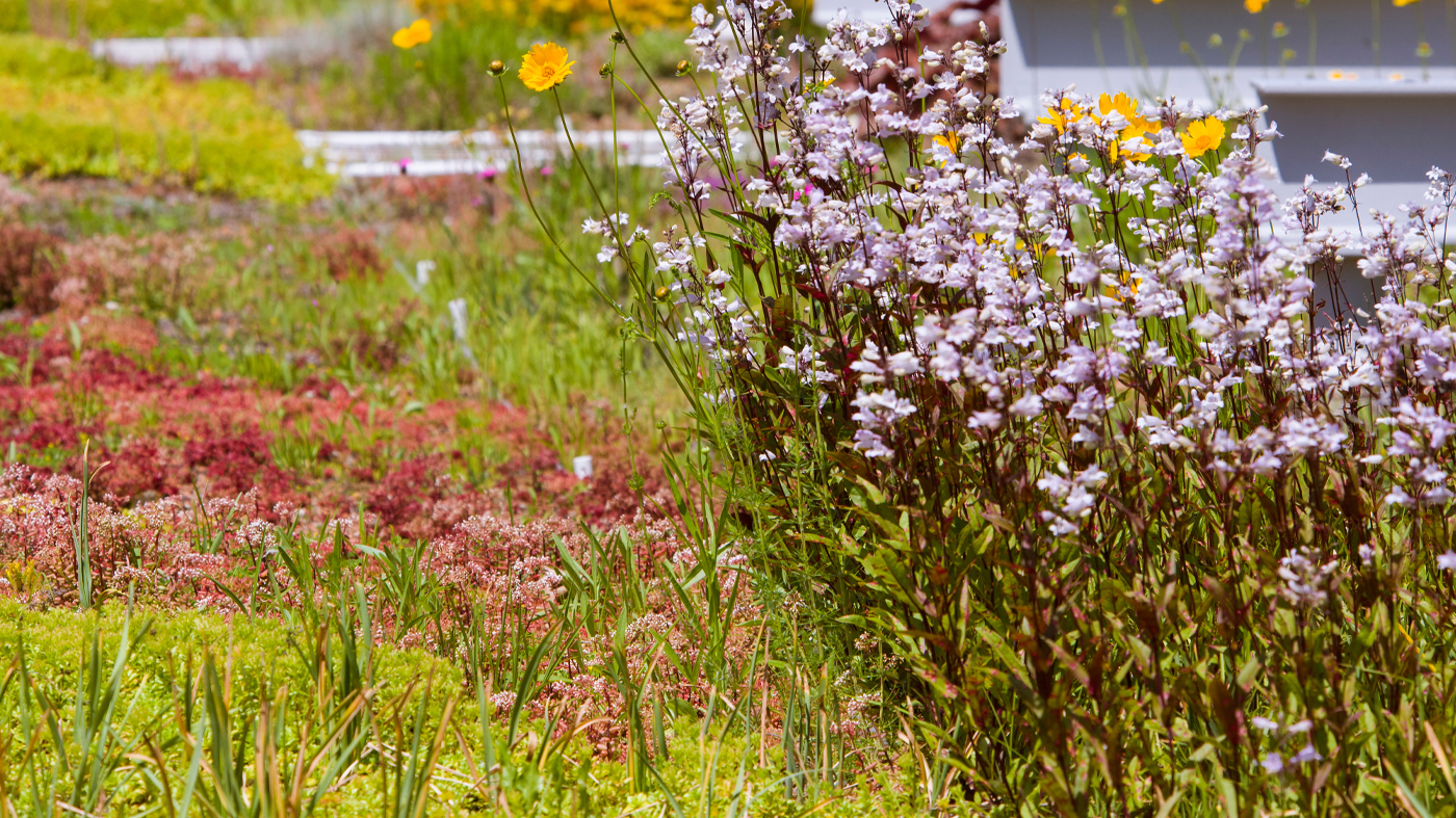 PHOTO: Green Roof