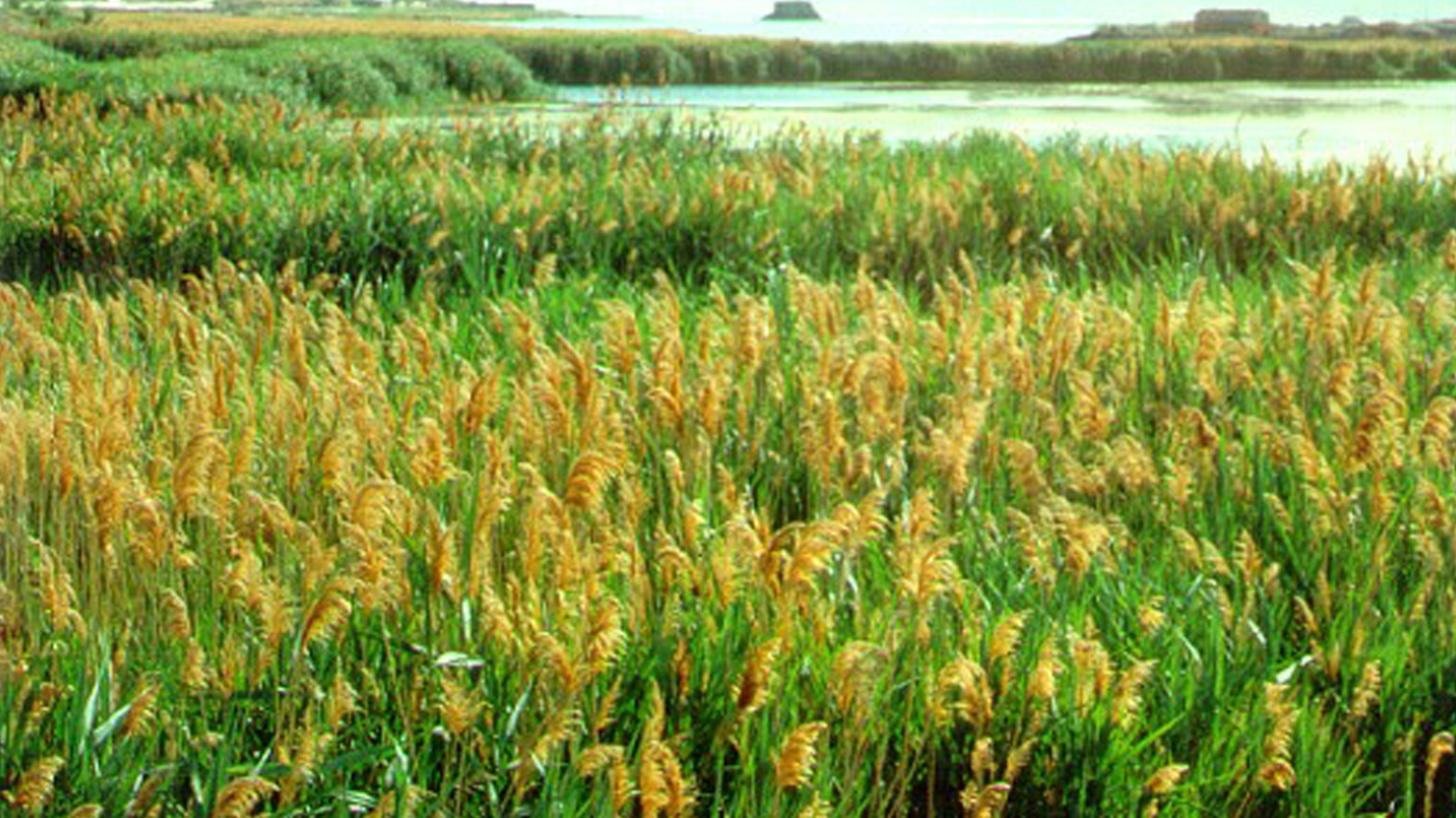 Phragmites australis
