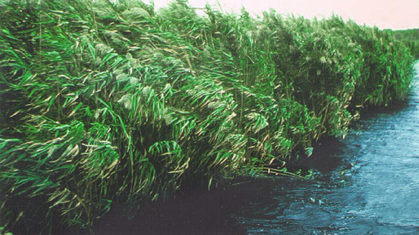 phragmites australis