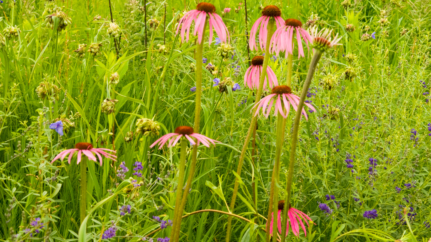 PHOTO: Echinacea