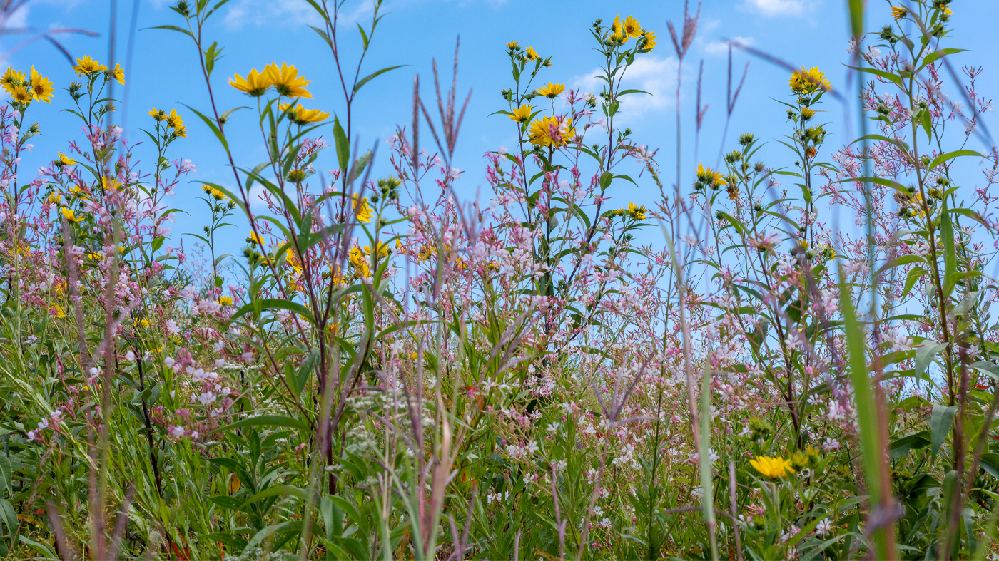 PHOTO: Prairie