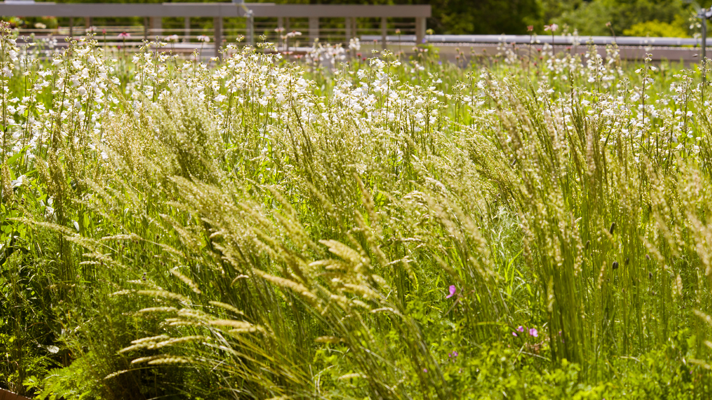 roof garden