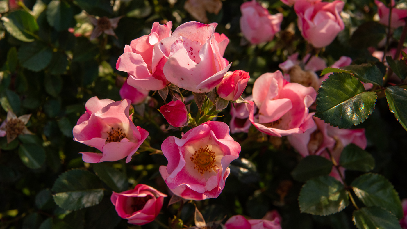 PHOTO: Roses