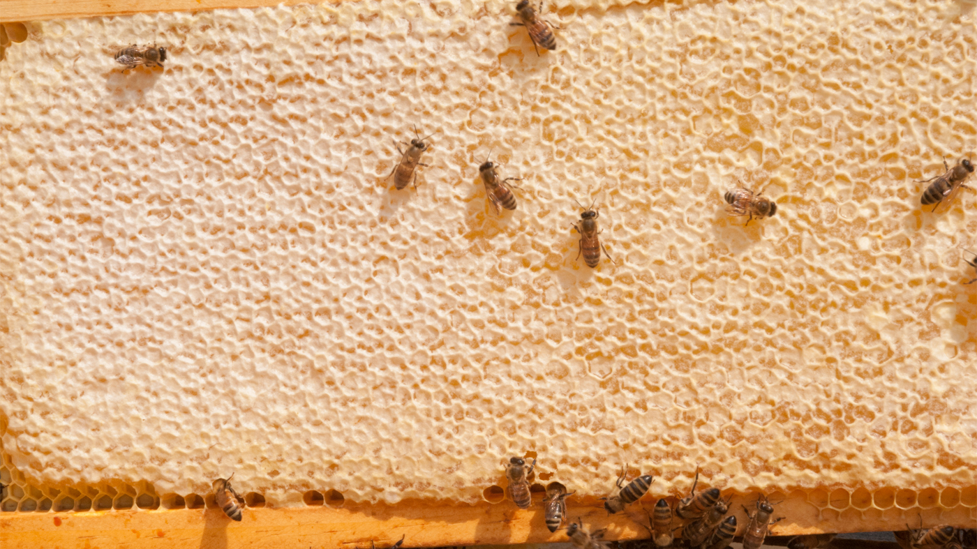 bee honeycone