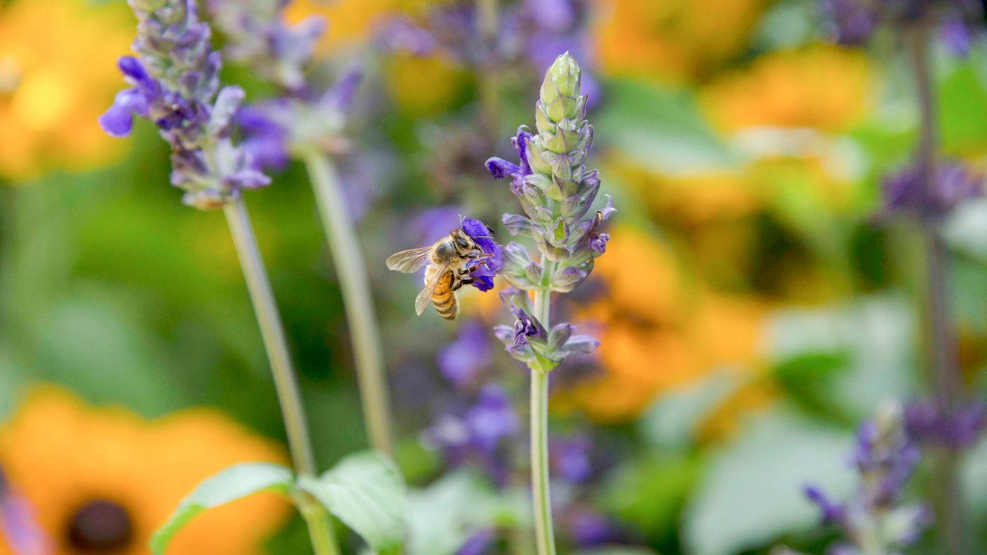 bee pollinating