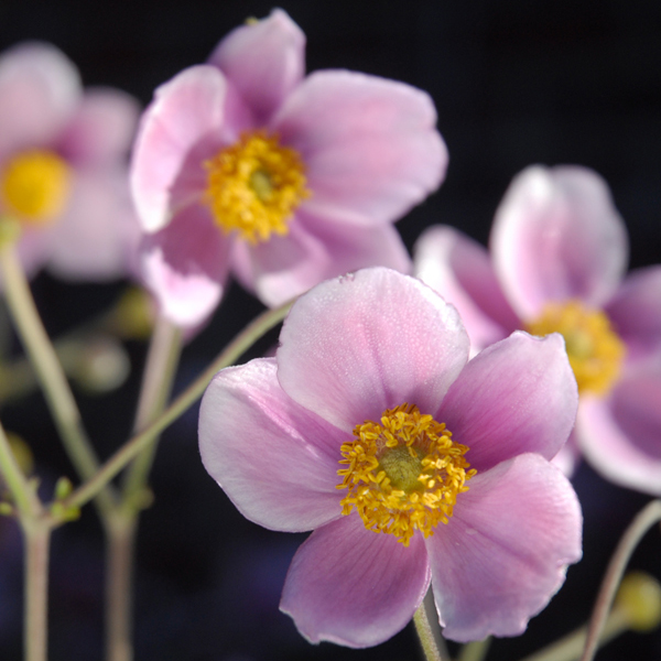 fall pink Abemones