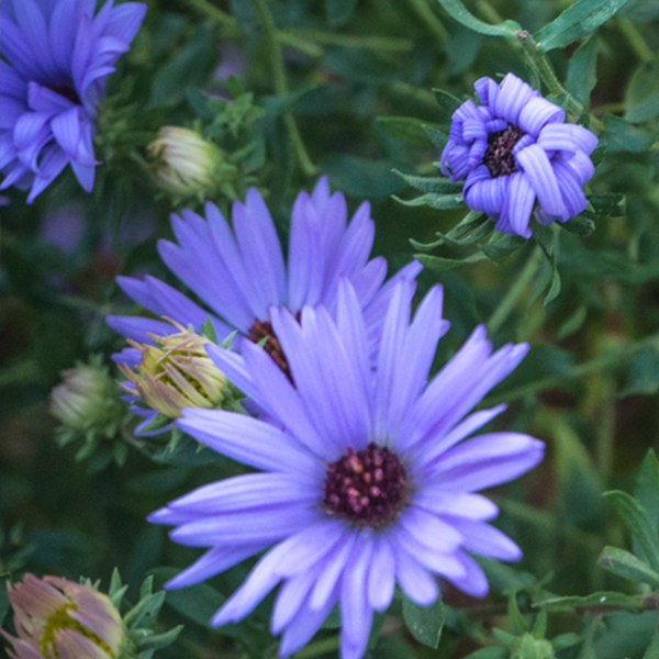 Autumn Blue Shade Anemone