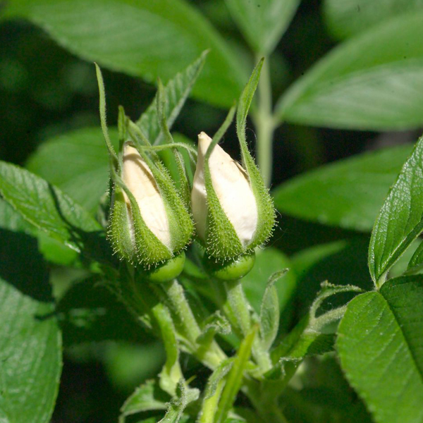 Rosa Rugosa